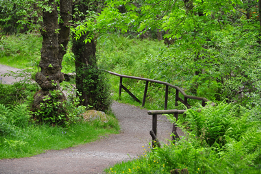 Green Trees Path