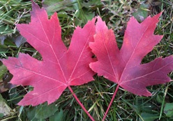 JustLoveWalking-Red-Maple-Leaves-248x173
