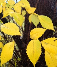 JustLoveWalking-sm-tree-gold-leaves-198x231
