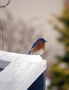 JustLoveWalking-Winterscape-Blue-Bird