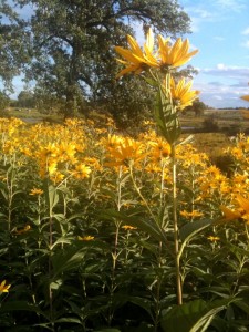 JustLoveWalking-yellow-daisies